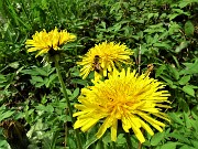 10 Tarassacum officinale (Tarassaco) con ape 